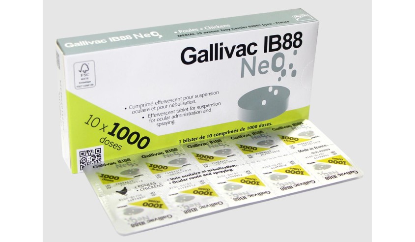 GALLIVAC IB88 NEO 10 X 1000 DS